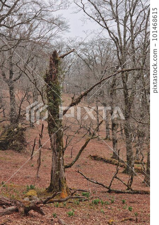 Birch mountain 101468615