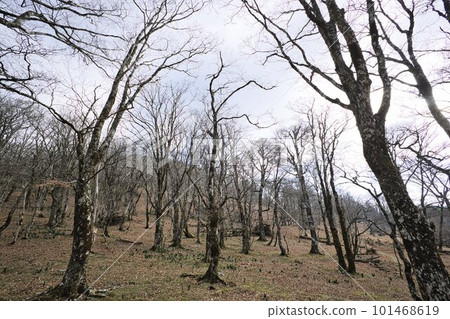 Birch mountain Birch mountain 101468619