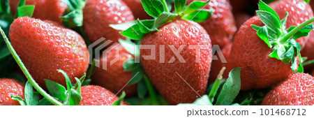 Ripe red fresh strawberries or freshly picked fruit Ripe red fresh strawberries or freshly picked fruit 101468712