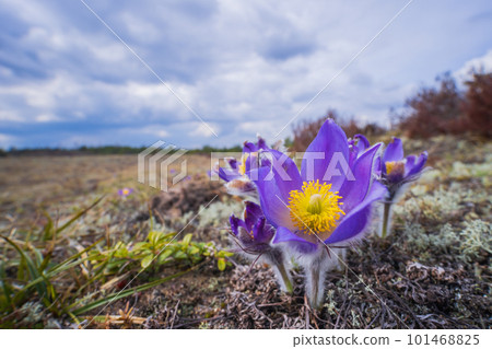 Pasqueflowers - Pulsatilla patens, blooming at spring in the forest 101468825