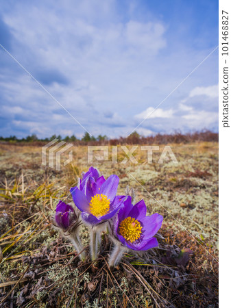 Pasqueflowers - Pulsatilla patens, blooming at spring in the forest 101468827