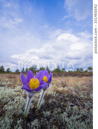 Pasqueflowers - Pulsatilla patens, blooming at spring in the forest Pasqueflowers - Pulsatilla patens, blooming at spring in the forest 101468842