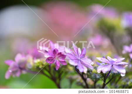 Hydrangea blooming in the rain at Mimurotoji Temple in Kyoto Hydrangea blooming in the rain at Mimurotoji Temple in Kyoto 101468871