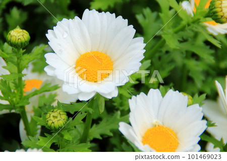 White flower North pole 101469023