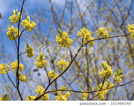 用作高級牙籤原料的黑文字花 101469140