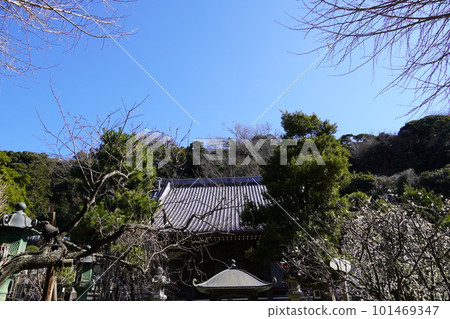 Fujisawa Joryuji Temple with plum blossoms Fujisawa Joryuji Temple with plum blossoms 101469347