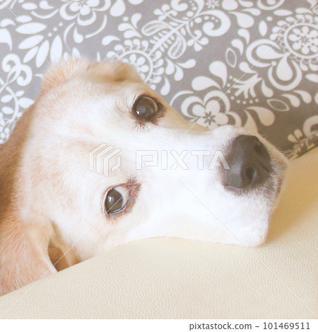 比格犬放鬆 比格犬放鬆 101469511