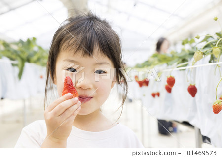 Girl enjoying strawberry hunting Girl enjoying strawberry hunting 101469573