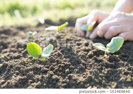 種植南瓜種子 種植南瓜種子 101469648