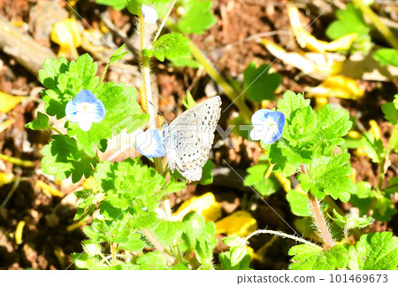 Corbicula, butterfly 101469673