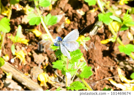 Corbicula, butterfly Corbicula, butterfly 101469674