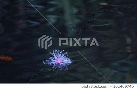 red Barringtonia flower 101469740