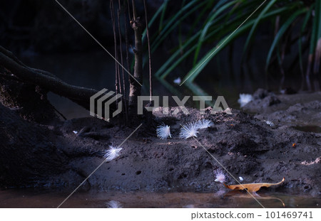 Barringtonia on the riverside 101469741