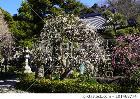 梅花盛開的藤澤淨隆寺正殿 梅花盛開的藤澤淨隆寺正殿 101469774
