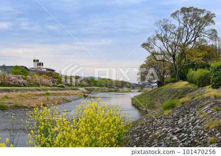 Calm scenery of Kamo River in Kamigyo Ward, Kyoto City in spring Calm scenery of Kamo River in Kamigyo Ward, Kyoto City in spring 101470256