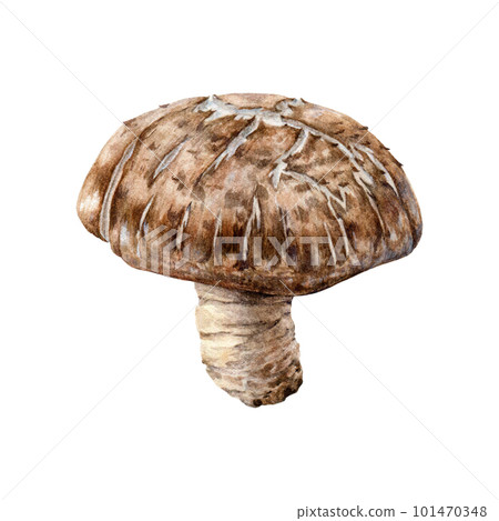 Shitake mushroom watercolor illustration. Hand painted Lentinula edodes fungi element. Shitake fresh mushroom hand drawn illustration. Organic natural vegan food ingredient. White background 101470348
