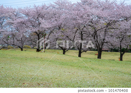 Cherry blossoms in full bloom Omiya Hana no Oka Park Saitama City Cherry blossoms in full bloom Omiya Hana no Oka Park Saitama City 101470408