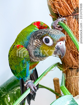 Crimson bellied conure parrot in the white background 101470486
