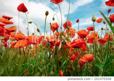 Blossoming Poppies (papaver) field. Wild poppies against blue sky. Flower nature background 101470508