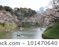 Cherry blossoms in full bloom and a person rowing a boat 101470640