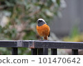 Daurian Redstart that flew to the park 101470642