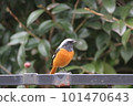 Redstart perching on a park fence 101470643