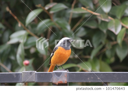 Redstart perching on a park fence 101470643