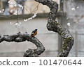 Yobitaki stuck in a plum tree 101470644