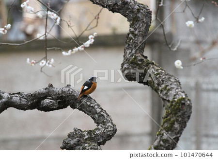 Yobitaki stuck in a plum tree 101470644