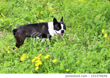 Mighty-kun, a Boston Terrier looking at flowers in Ogose-cho where dandelions bloom♡ 101470646