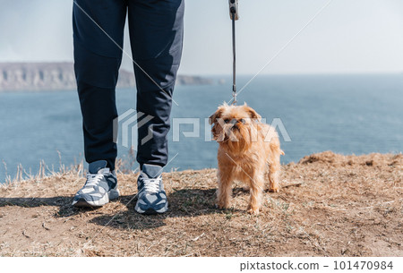 Brussels Griffon walks beautifully on a leash with the owner during a walk by the sea 101470984