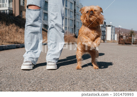 The Brussels Griffon walks beautifully on a leash with the owner during a walk around the city. The dog stands on its hind legs 101470993