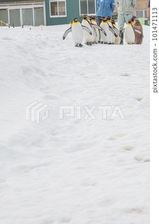 Penguins at the zoo 101471113