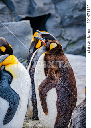 Penguins at the zoo 101471115