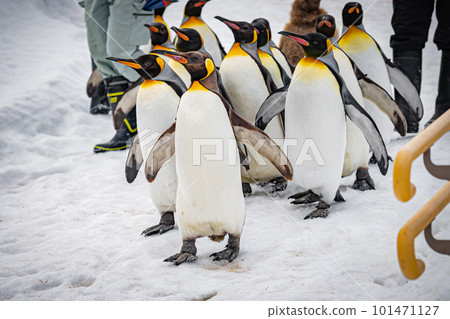 企鵝在動物園 101471127