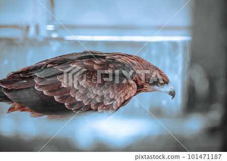 Wolf at the zoo Wolf at the zoo 101471187