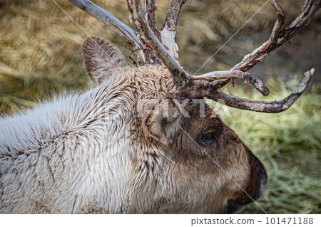 Ezo deer in the zoo Ezo deer in the zoo 101471188