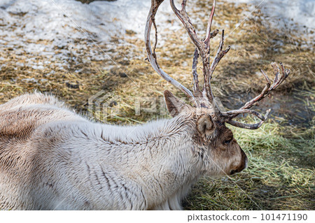 Ezo deer in the zoo Ezo deer in the zoo 101471190