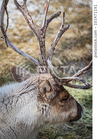 Ezo deer in the zoo Ezo deer in the zoo 101471191