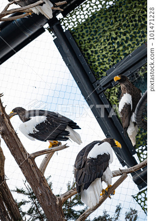 steller's sea eagle in zoo steller's sea eagle in zoo 101471228