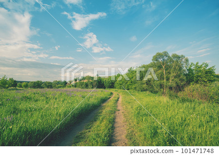 View of beautiful rural landscape on a sunny day in summer. Country dirt road in the field. 101471748
