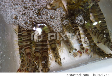 Shrimp in the market Shrimp in the market 101471768