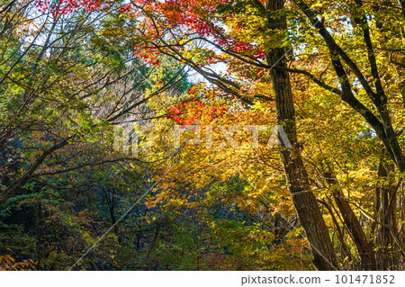 Autumn leaves trees and forest (Kikuchi Aso Skyline) (Kikuchi City and Aso City, Kumamoto Prefecture) 101471852