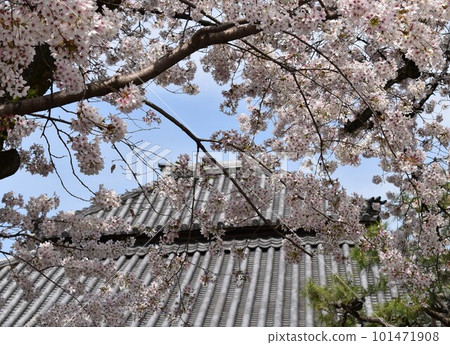 Cherry tree in front of Soshido 101471908