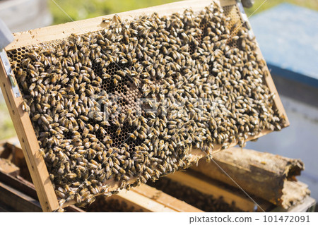 Beekeeping image Many bees on the hive frame 101472091
