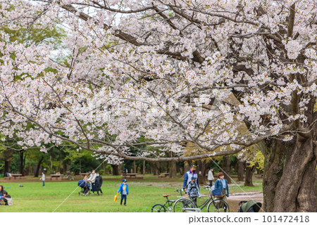 Hanami scenery in a park in Tokyo with cherry blossoms in full bloom Hanami scenery in a park in Tokyo with cherry blossoms in full bloom 101472418