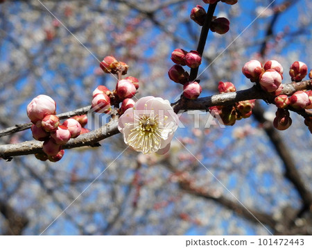 Ume, plum blossoms, as you wish, Omoinomama, double flowers 101472443