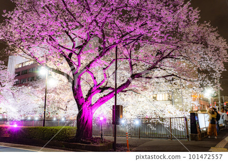 《東京》三澤川櫻花樹，夜櫻點亮 101472557