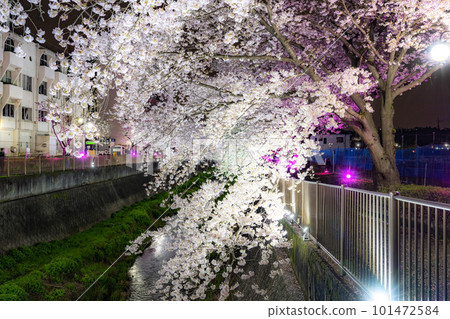 《Tokyo》Misawa River cherry blossom trees, night cherry blossoms light up 101472584