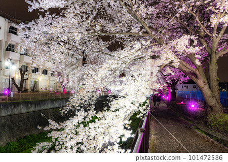 《東京》三澤川櫻花樹，夜櫻點亮 101472586
